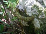 Phylloporia ribis image