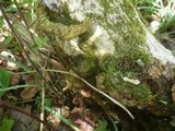 Phylloporia ribis image