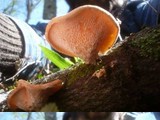 Polyporus alveolaris image