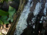 Sistotrema brinkmannii image