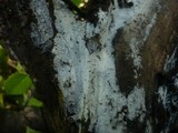 Sistotrema brinkmannii image