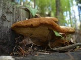 Gloeophyllum odoratum image