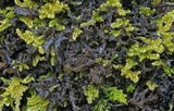 Leptogium palmatum image