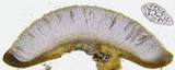 Leptogium palmatum image