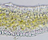 Leptogium palmatum image
