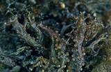 Leptogium palmatum image