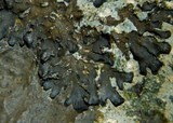Leptogium rivale image