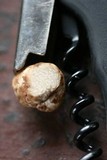 Tuber californicum image