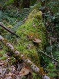 Royoporus badius image