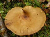 Royoporus badius image