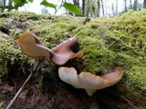 Royoporus badius image