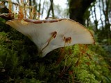 Royoporus badius image