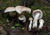 Hygrophorus vernalis image