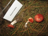 Russula cremoricolor image