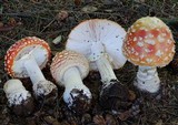 Amanita muscaria subsp. muscaria image