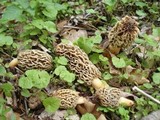 Morchella ulmaria image