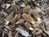 Morchella ulmaria image