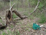 Morchella ulmaria image