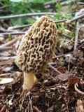 Morchella ulmaria image