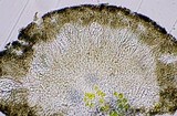 Arthonia phaeobaea image