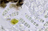 Arthonia phaeobaea image