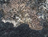 Arthonia phaeobaea image