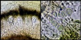 Arthonia ilicina image