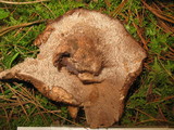 Sarcodon scabrosus image