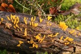 Calocera cornea image