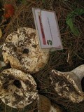 Lactarius piperatus image
