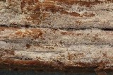 Botryobasidium subcoronatum image