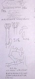 Botryobasidium subcoronatum image