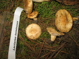 Lactarius torminosus image