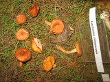 Lactarius chrysorrheus image