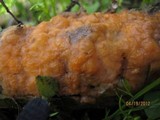 Fusicolla merismoides image