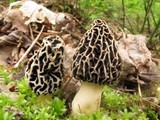 Morchella prava image