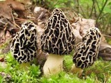 Morchella prava image