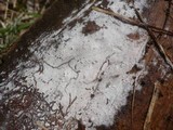 Botryobasidium subcoronatum image