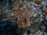 Amylostereum areolatum image