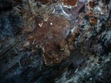Amylostereum areolatum image