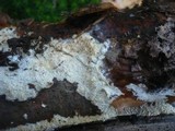 Fibrodontia gossypina image