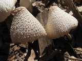 Leucocoprinus cepistipes image