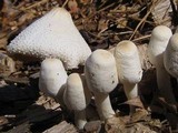 Leucocoprinus cepistipes image