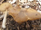 Entoloma vernum image