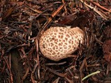 Lycoperdon subcretaceum image