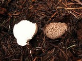 Lycoperdon subcretaceum image