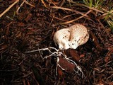 Lycoperdon subcretaceum image