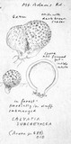 Lycoperdon subcretaceum image