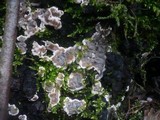 Kretzschmaria deusta image