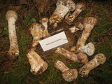 Hypomyces hyalinus image